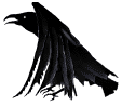 static raven